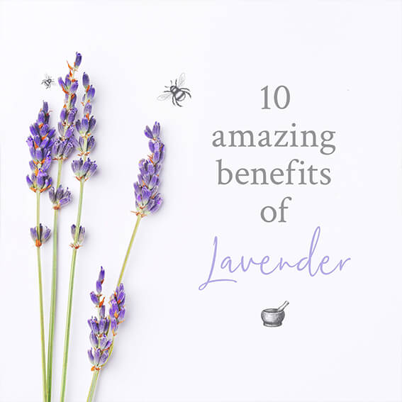 Ingredient of the month: Lavender
